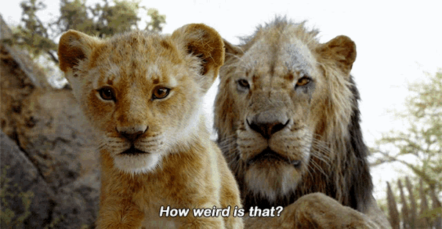 realistic Simba as a cub saying "how weird is that?" with Scar in the background behind him from the Lion King